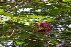 Syzygium laetum